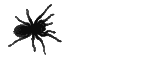 scary spider