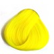 צהוב זועק - BRIGHT DAFFODIL צהוב זועק - BRIGHT DAFFODIL