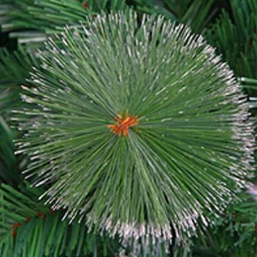 עץ אשוח 1.50 מ' מושלג